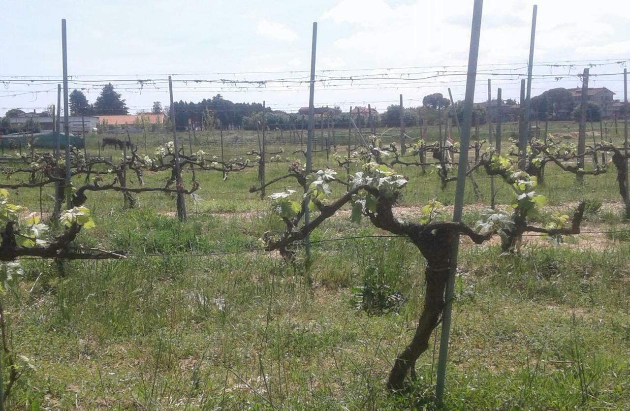 Podere Alberello 토리타디시에나 외부 사진